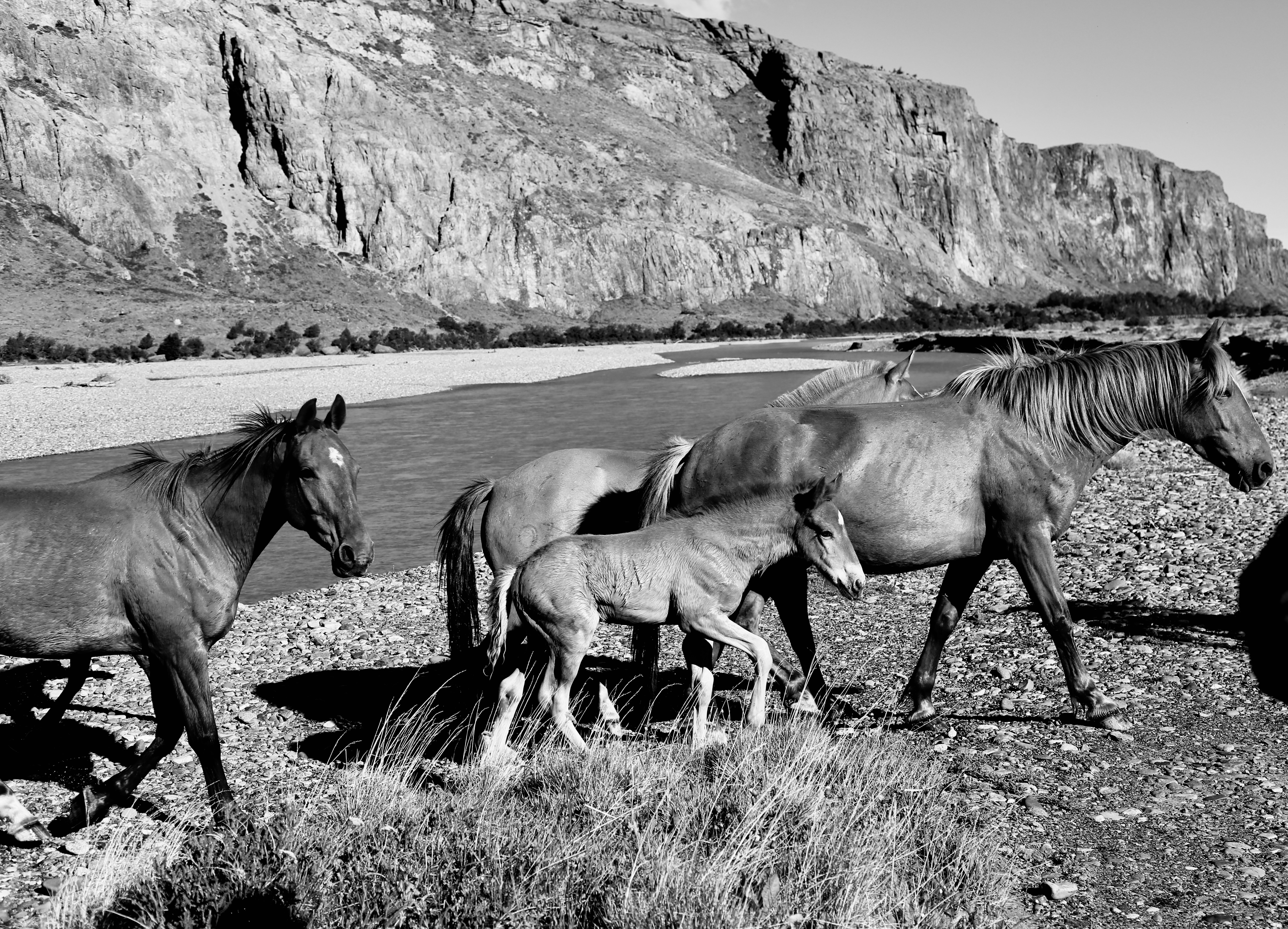 CAVALOS SELVAGENS
